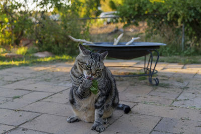 The cat sniffs and licks catnip in the backyard