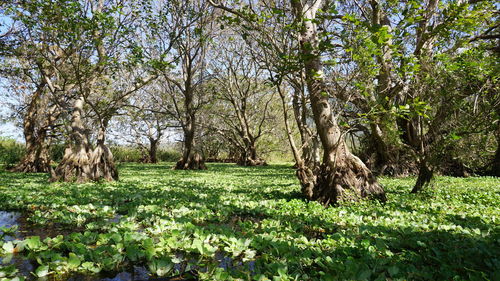 Trees and plants growing on field