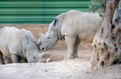 View of elephant in zoo