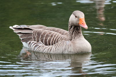 Close-up of duck swimming in lake