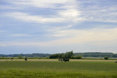 Cows grazing on field against sky
