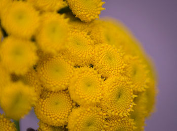 Close-up of yellow flowering plant