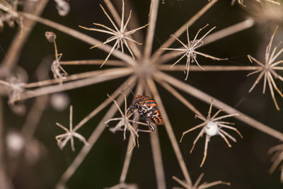 Close-up of insect on flower