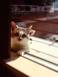 Portrait of cat in cage