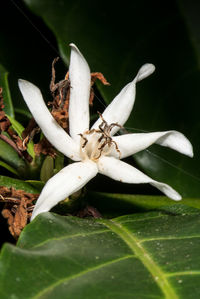 Close-up of insect on plant