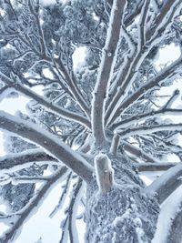 Snow covered trees