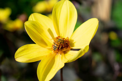 Close-up of insect on yellow flower