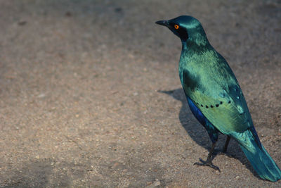 Close-up of bird perching on ground