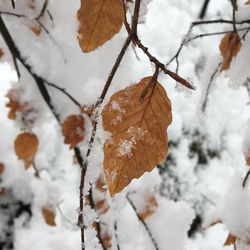 Close-up of frozen plant during winter