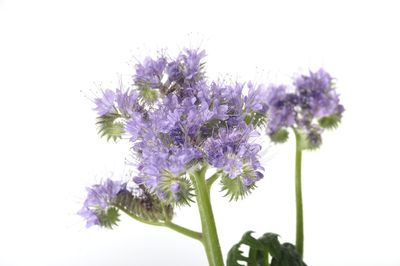 Close-up of purple flowering plant against white background