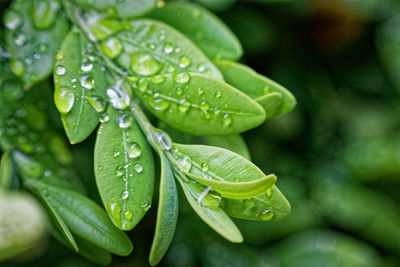 Close-up of raindrops on leaves