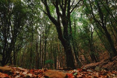 Trees in forest during autumn