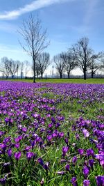 Purple flowering plants on field against sky