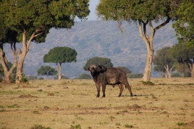 Horses standing on landscape