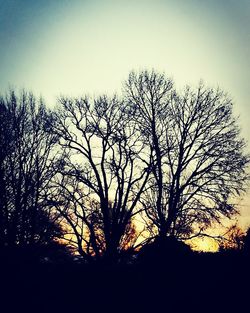 Silhouette of bare trees against clear sky