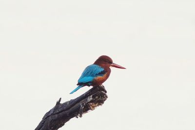 Close-up of bird perching on branch against clear sky