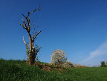 Bare tree on field against sky