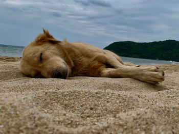 View of a dog relaxing on beach