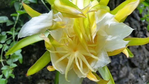 Close-up of yellow flower blooming outdoors