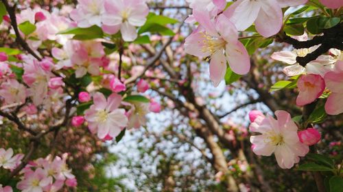 Close-up of pink flowers on tree