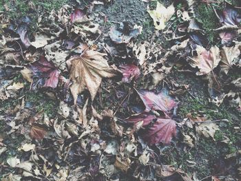 Full frame shot of leaves