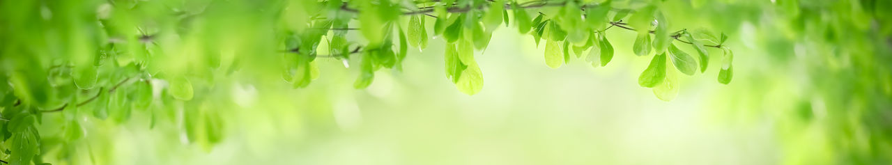 Close-up of fresh green leaves on land