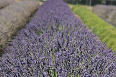 Close-up of lavender growing in field