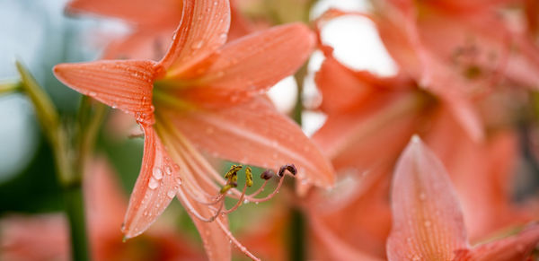 Close-up of insect on red flower