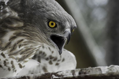 Close-up of kite bird