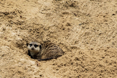 High angle view of cat on sand