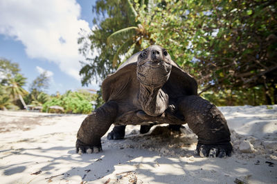 Aldabra giant tortoise on sand beach. close-up view of turtle in seychelles.