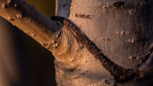 Close-up of rusty metal on wall