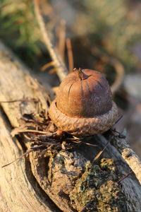 Close-up of dried fruits on wood