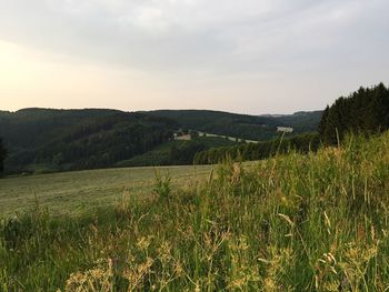 Scenic view of field against sky