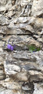 Close-up of purple wall with rocks