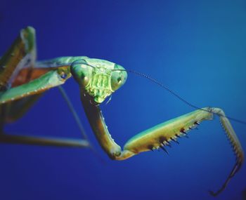 Close-up of insect on blue sea against sky