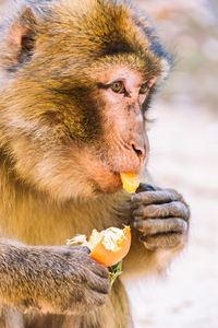 Close-up of monkey eating fruit outdoors