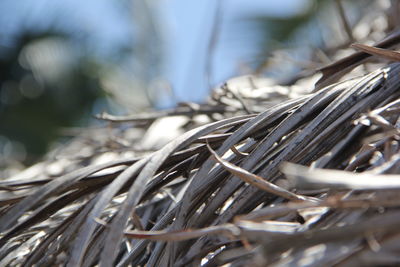 Close-up of dry plant