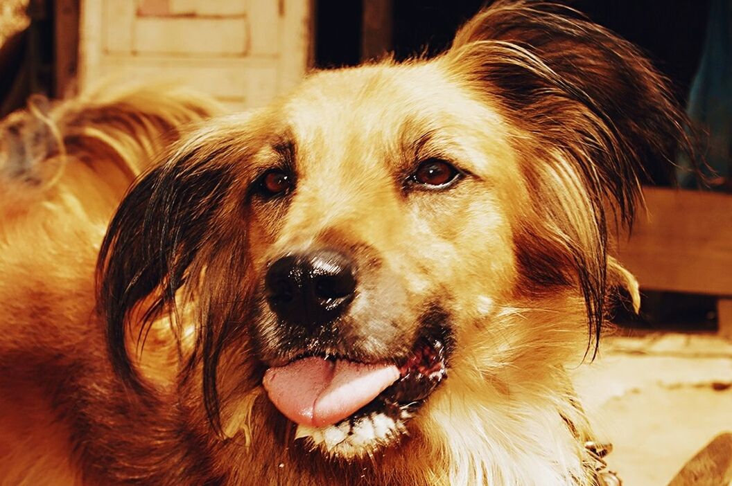 CLOSE-UP PORTRAIT OF DOG IN MOUTH