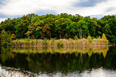 Trees by lake in forest against sky
