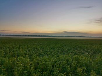 Scenic view of field against sky during sunset