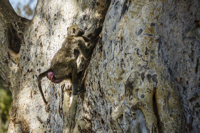 Close-up of squirrel on tree trunk