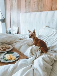 Dog on breakfast at bed at home