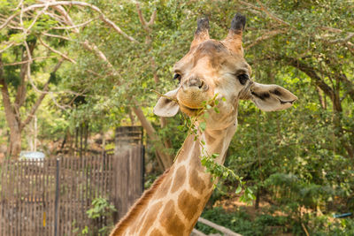 Portrait of giraffe