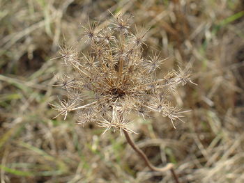 Close-up of dry dandelion on field