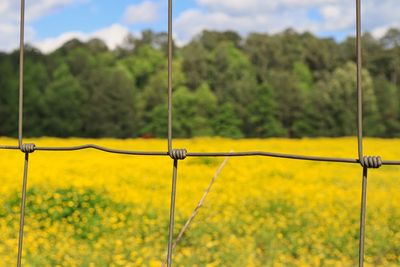 Close-up of yellow plants growing on field