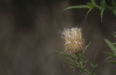 Close-up of flowering plant on field