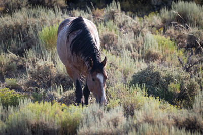 Horse grazing in field