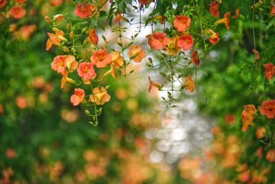 Chinese trumpet vine tunnel