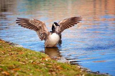 Canada goose flapping wings while swimming in lake